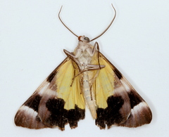 Niceteria macrocosma