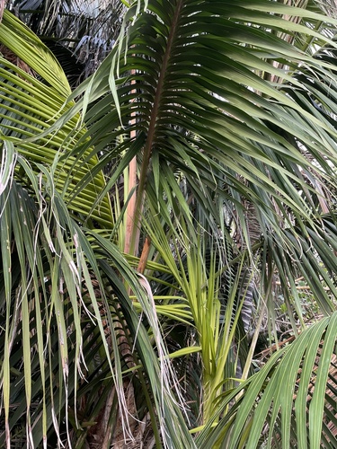 Foto de Kentia