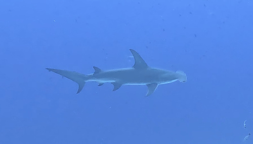 Great hammerhead