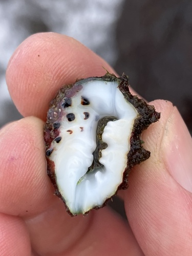 Drupa ricinus observed 2024-03-04