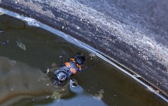 Nicrophorus obscurus