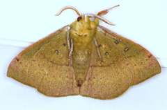 Anthela excellens