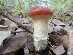 Austroboletus mutabilis