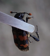 Nicrophorus obscurus