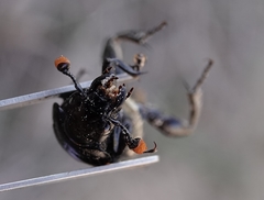 Nicrophorus obscurus