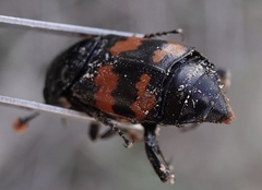 Nicrophorus obscurus