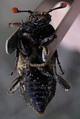 Nicrophorus obscurus