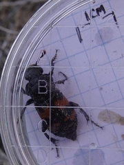 Nicrophorus obscurus