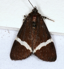 Coenotoca subaspersa