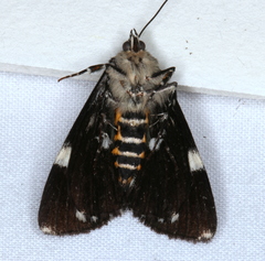 Coenotoca subaspersa