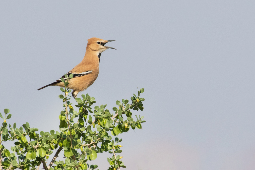 Iranian Ground-Jay