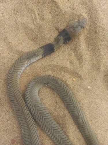 Photo of a Nubian Spitting Cobra (Naja nubiae)