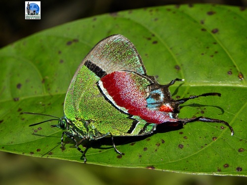 Regal Hairstreak