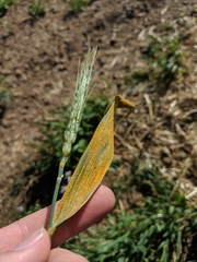 Puccinia hordei
