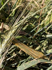 Puccinia hordei
