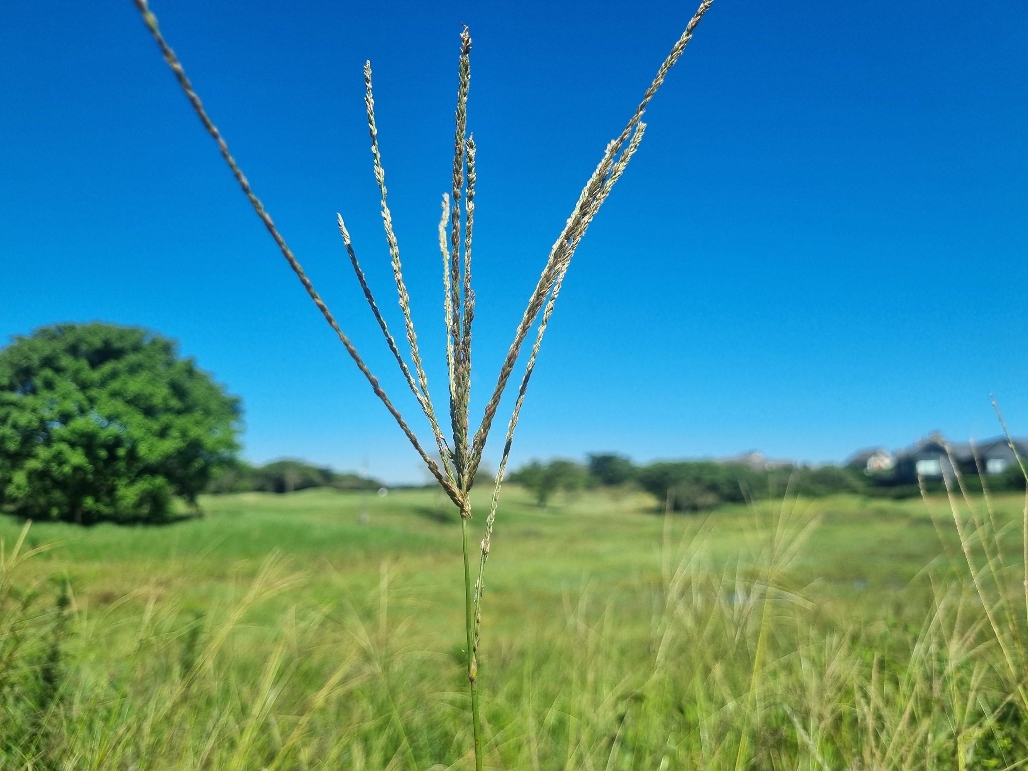 Imagem de Capim-urochloa
