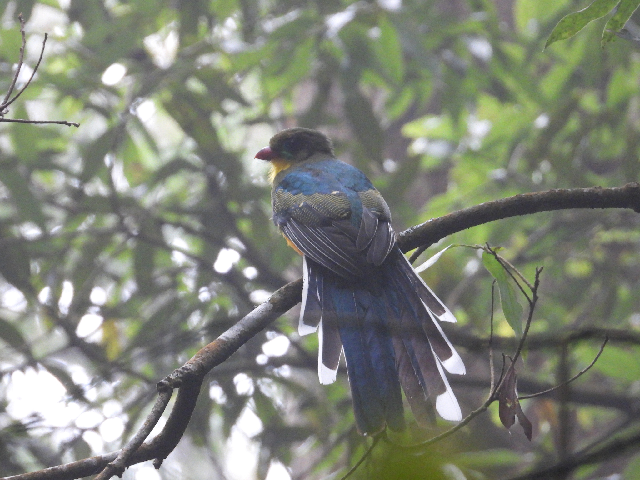 Javan Trogon illustration