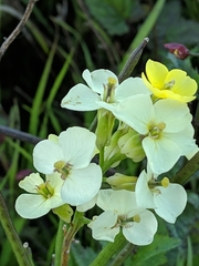 Erysimum franciscanum