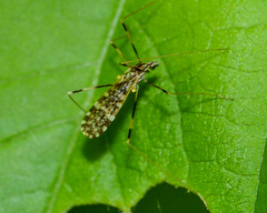 Erioptera
