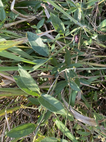 Teramnus labialis (Teramnus labialis)