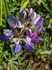 Lupinus variicolor