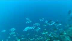 Latridopsis ciliaris