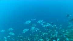 Latridopsis ciliaris