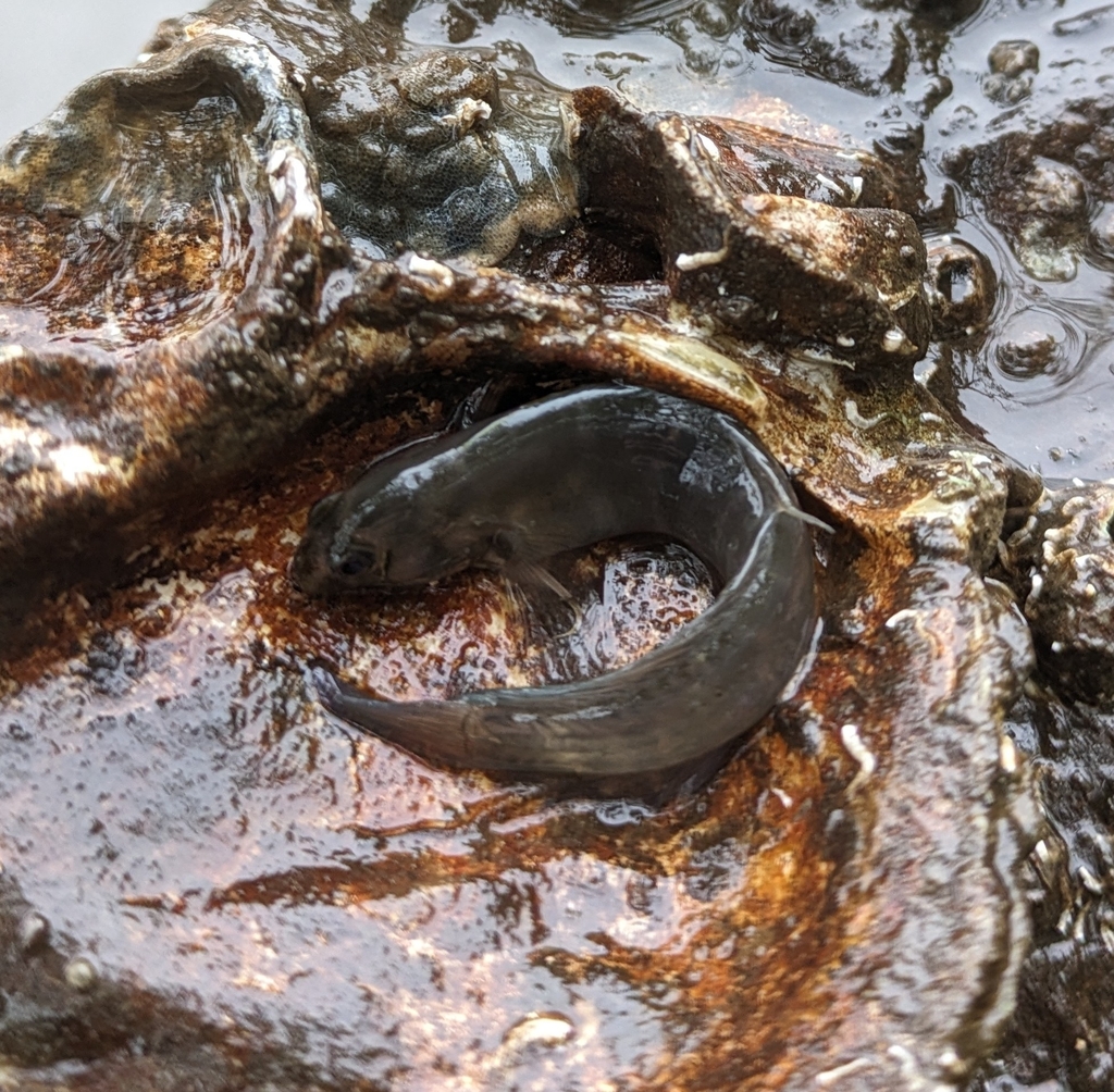 Muzzled Blenny