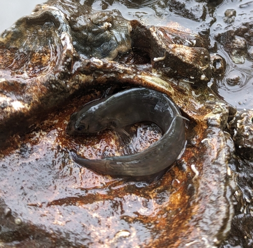 Muzzled Blenny