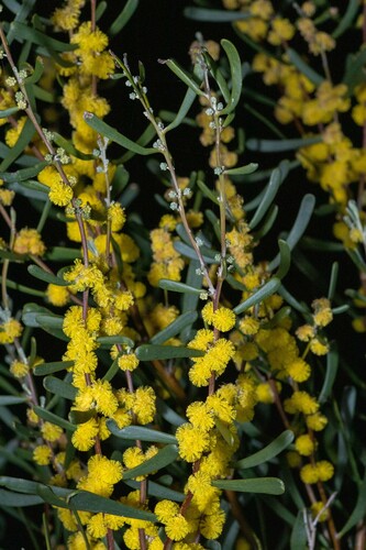 mealy wattle (Acacia farinosa)