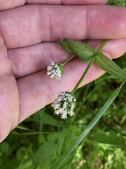 Plectritis macrocera