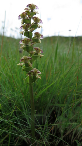 Image of Disperis renibractea by (c) Suvarna Parbhoo Mohan, some rights reserved (CC BY-SA)