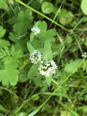 Plectritis macrocera