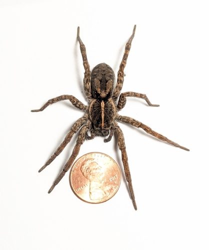 Georgia Wolf Spider