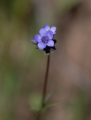 Gilia achilleifolia