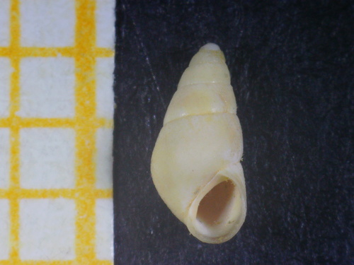 Laver Spire-shell, Αμμουδιά, Ελλάδα, photo 10 of 10