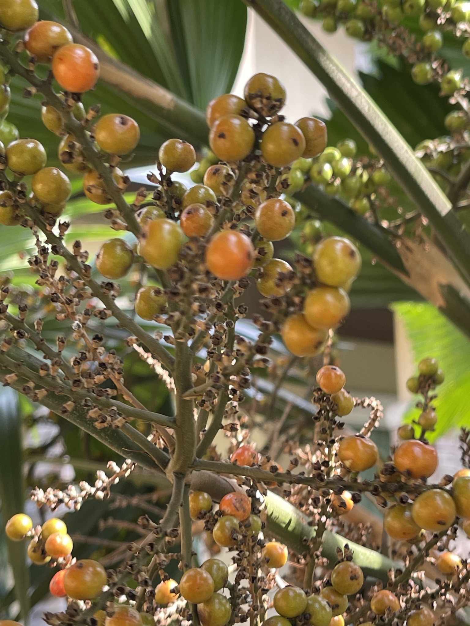 Imagem de Palmeira-leque