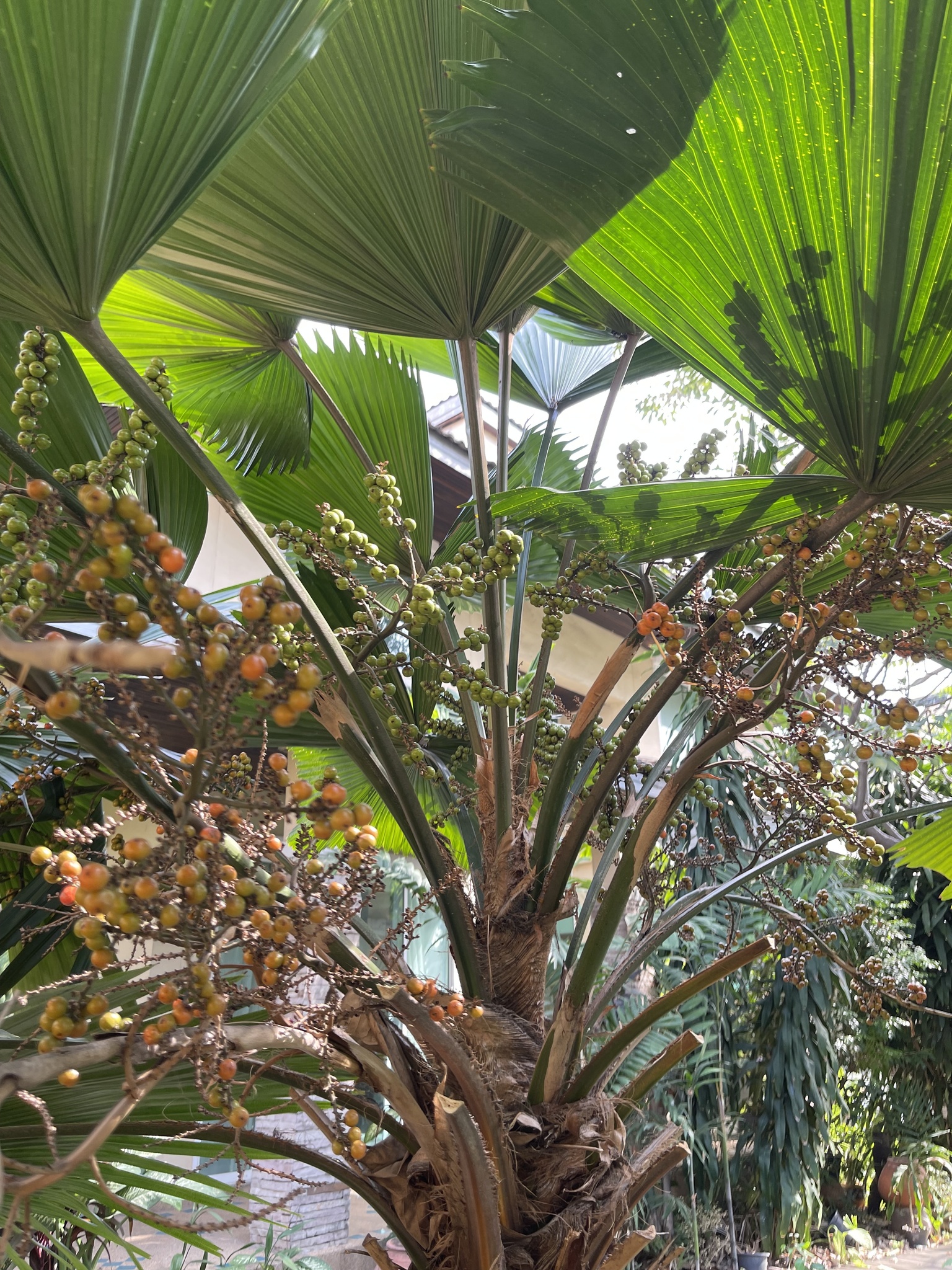 Imagem de Palmeira-leque