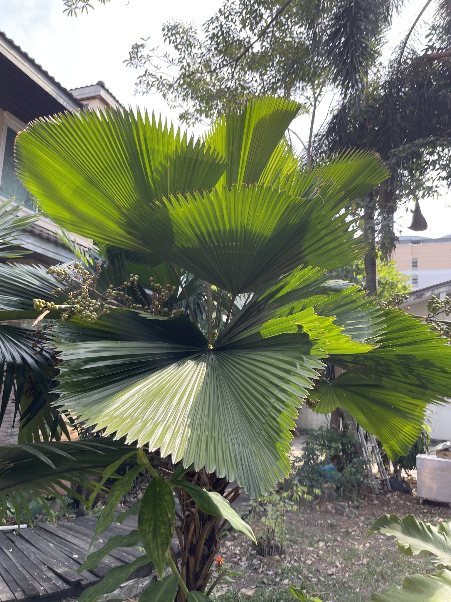 Imagem de Palmeira-leque