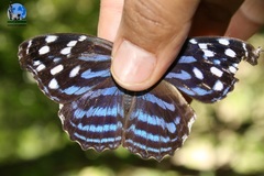 Myscelia ethusa ethusa