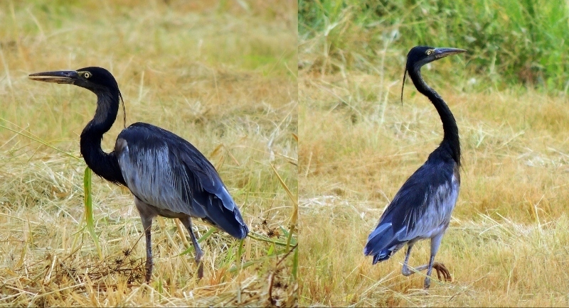Black-headed Heron