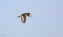 Haematopus ostralegus