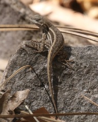 Sceloporus virgatus