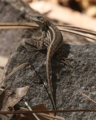 Sceloporus virgatus
