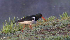 Haematopus ostralegus