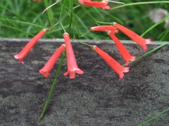 Russelia equisetiformis