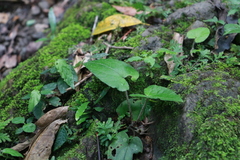 Asarum caudigerum