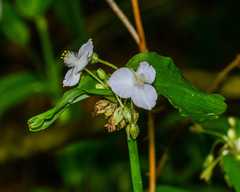 Tradescantia ozarkana