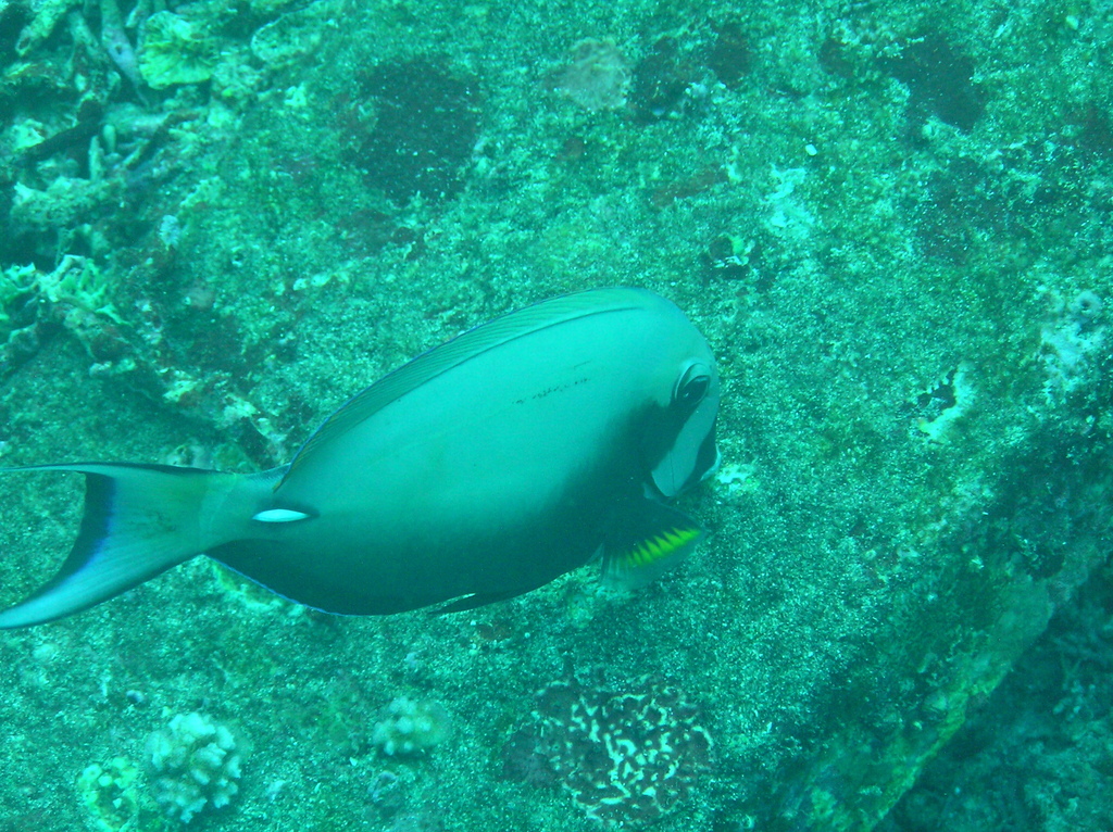 Pale-lipped Surgeonfish