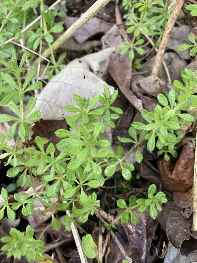 catchweed bedstraw from Caughall Road, Chester, England, GB on 05 March